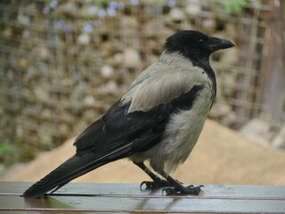 large gray raven stands on the threshold of the house flew in to visit, close-up