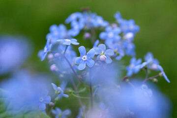 blue flower