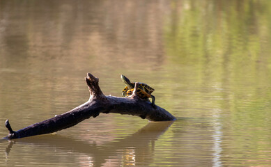 A turtle on a branch in a pond