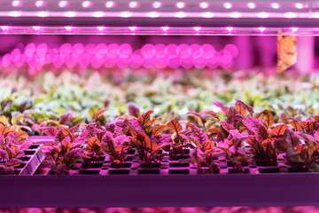 Seedlings of chard growing in hothouse under purple LED light. Hydroponics indoor vegetable plant factory. Greenhouse with agricultural cultures and led lighting equipment. Green salad farm concept. 