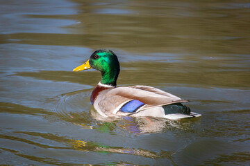 Fototapeta premium A male Mallard Duck on the water