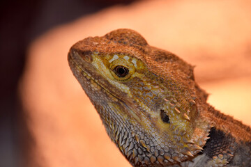 bearded dragon lizard