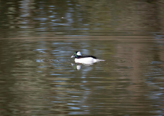 A bufflehead duck in the water swimming