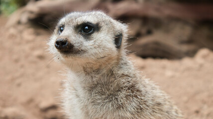 African meerkat on alert, outdoors in the desert.