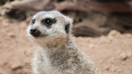 meerkat on the lookout