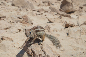 Fuerteventura Moorish squirrel walking along the rocks of a sandy beach. Fuerteventura, Canary Islands, Spain.