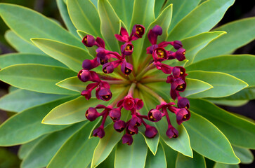 Tabaiba majorera or Euphorbia atropurpurea close up, Tenerife, Canary Islands, Spain.