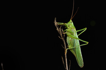 Closeup of the great green bush-cricket Tettigonia viridissima (Insecta: Orthoptera: Tettigoniidae), a large European katydid photographed on black background.