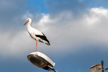 Une cigogne au coucher du soleil sur son luminaire