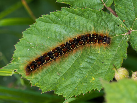 Small Eggar (Eriogaster lanestris) Caterpillar