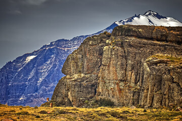 Chile – lama against the backdrop of the mountains.