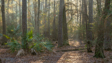 A walk through an East Texas forest early in the morning.