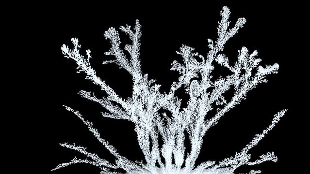 Macro shot of ice flowers crystals forming on window, made from timelapse, footage of real freezing glass on black background