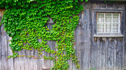 Climbing plant on the wood panelling of the exterior of a heritage home