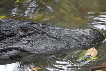 Head of the Black Caiman (Melanosuchus niger) Alligatoridae family. Amazon Rainforest, Brazil.