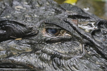 Obraz premium Head of the Black Caiman (Melanosuchus niger) Alligatoridae family. Amazon Rainforest, Brazil.