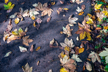 Autumn leaves on the ground