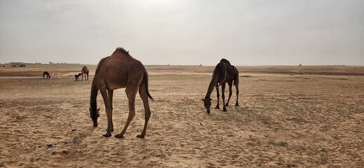 Camel grazing. Some camels grazing in the wild in Al Bandariyah, Al Qassim Province, Saudi Arabia

