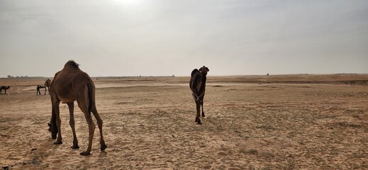 Camel grazing. Some camels grazing in the wild in Al Bandariyah, Al Qassim Province, Saudi Arabia
