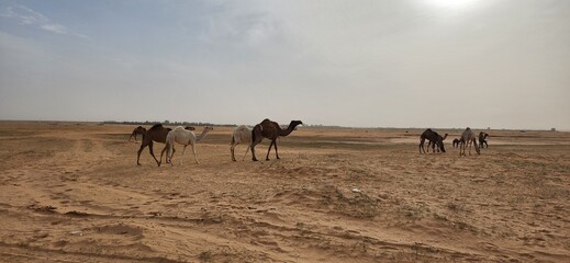 Camel grazing. Some camels grazing in the wild in Al Bandariyah, Al Qassim Province, Saudi Arabia
