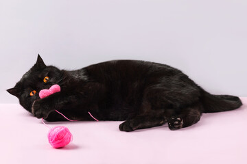 Black cat plays with a ball of thread and a crocheted pink heart