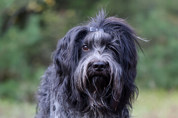 A Dutch Sheepdog (Schapendoes) dog