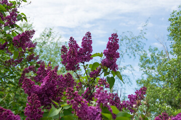 Lavender blossoms in the daylight sun with blue skies and green leaves