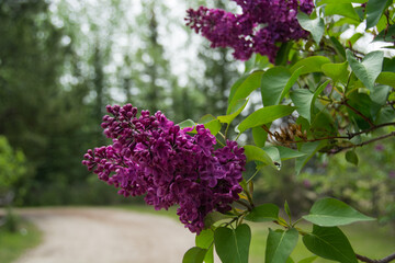 Lavender blossoms in the daylight sun with blue skies and green leaves