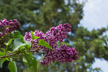 Lavender blossoms in the daylight sun with blue skies and green leaves