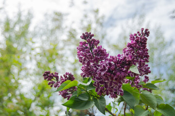 Lavender blossoms in the daylight sun with blue skies and green leaves