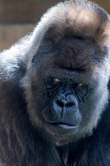 Obraz premium portrait of western lowland silverback gorilla