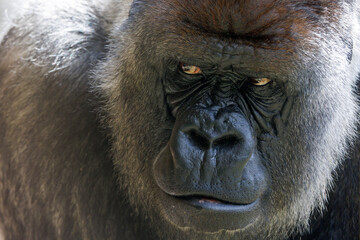 Naklejka premium portrait of western lowland silverback gorilla