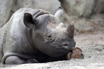 A black rhinoceros, black rhino or hook-lipped rhinoceros is having fun in a pool of water - 570418574