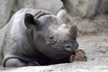 Fotobehang A black rhinoceros, black rhino or hook-lipped rhinoceros is having fun in a pool of water © Edwin Butter