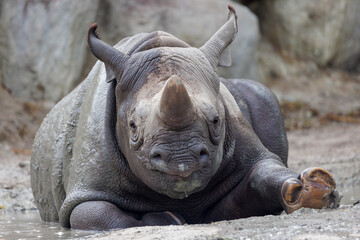 A black rhinoceros, black rhino or hook-lipped rhinoceros is having fun in a pool of water - 570418591