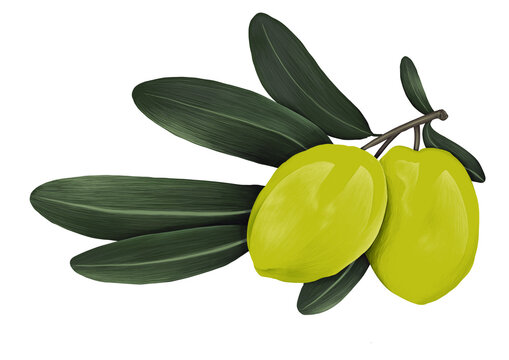 Ilustraci&oacute;n de olivas verde con hojas