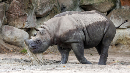 A black rhinoceros, black rhino or hook-lipped rhinoceros is having fun in a pool of water