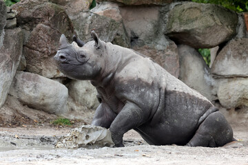 Naklejka premium A black rhinoceros, black rhino or hook-lipped rhinoceros is having fun in a pool of water