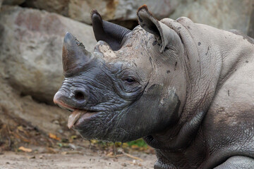 A black rhinoceros, black rhino or hook-lipped rhinoceros is having fun in a pool of water - 570418747