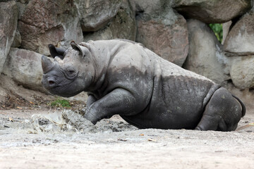 Obraz premium A black rhinoceros, black rhino or hook-lipped rhinoceros is having fun in a pool of water