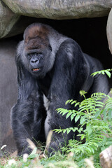 portrait of western lowland silverback gorilla