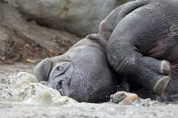 Fototapeta premium A black rhinoceros, black rhino or hook-lipped rhinoceros is having fun in a pool of water