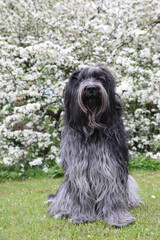 Dutch sheepdog on the grass in the garden