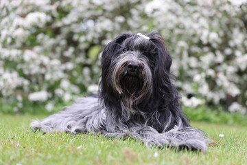 Naklejka na ściany i meble Dutch sheepdog on the grass in the garden