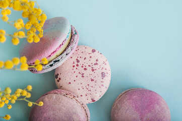 Pink macaroons and branches of mimosa on blue background close-up and empty space