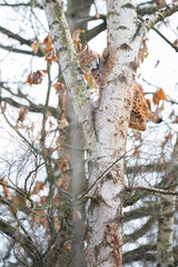 Un lynx boréal qui descend d'un arbre à la verticale
