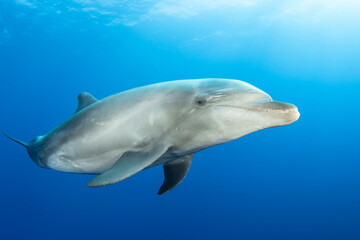 Obraz na płótnie Canvas Bottlenose dolphin, French Polynesia