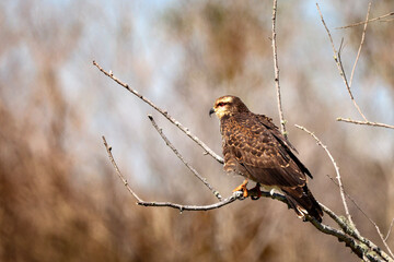 Snail Kite, Florida, USA