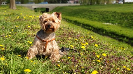 yorkshire terrier in the grass
