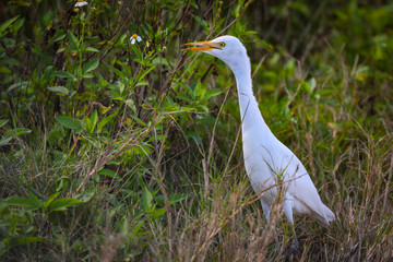 Cattle egret. Florida, USA